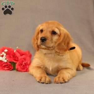 Nick, Miniature Golden Retriever Puppy