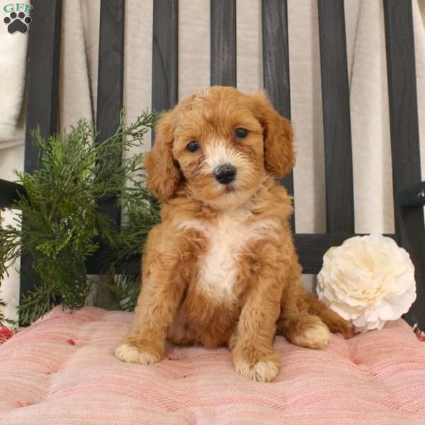 Rachel, Mini Goldendoodle Puppy