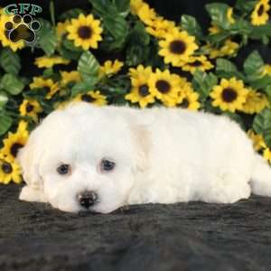 Applebud, Bichon Frise Puppy