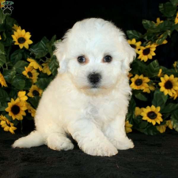 Abigail, Bichon Frise Puppy