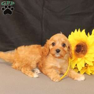 Kelly, Cavapoo Puppy