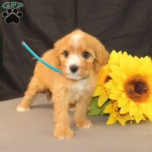 Kyle, Cavapoo Puppy