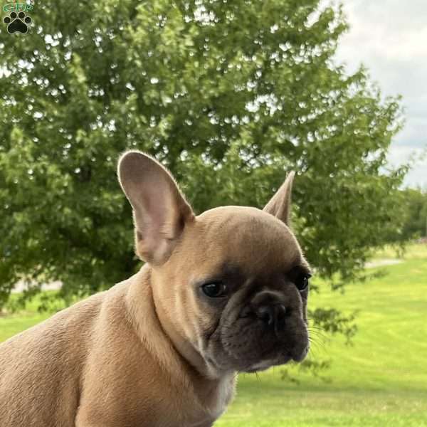 Asher, French Bulldog Puppy