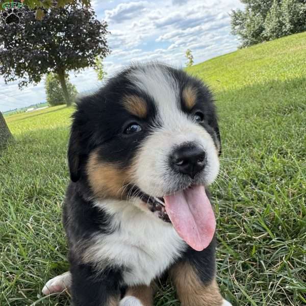 Rover, Bernese Mountain Dog Puppy