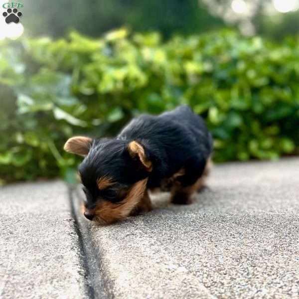 Ranger, Yorkie Puppy