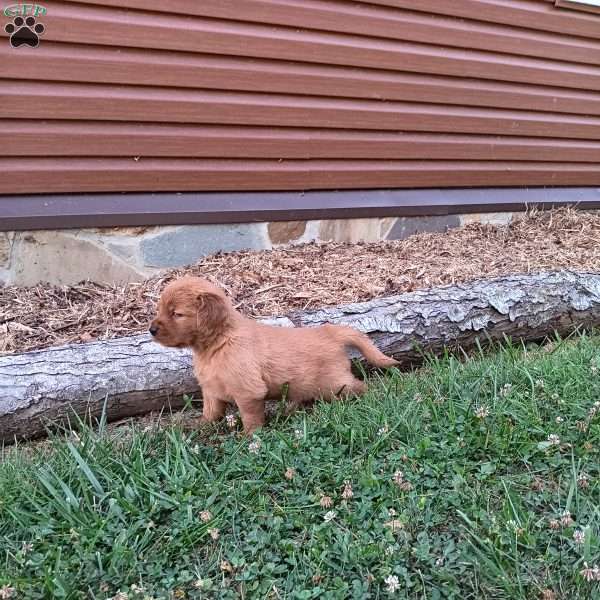 Derek, Golden Retriever Puppy