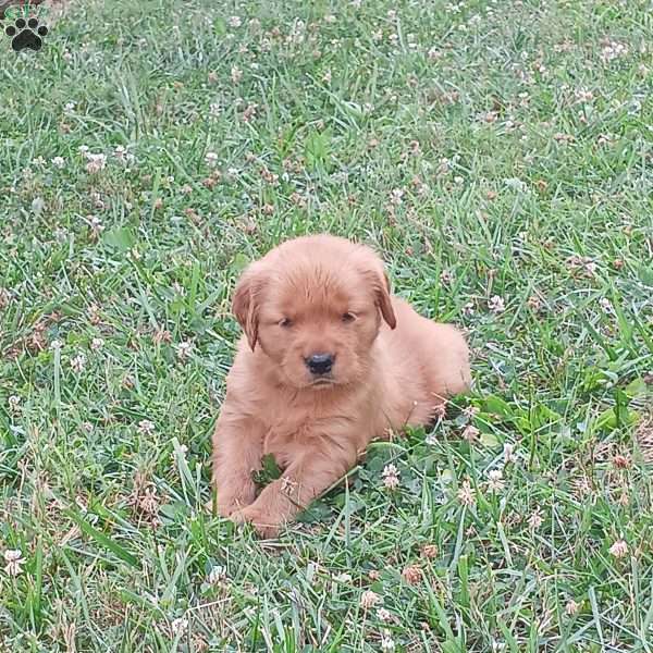 Darling, Golden Retriever Puppy