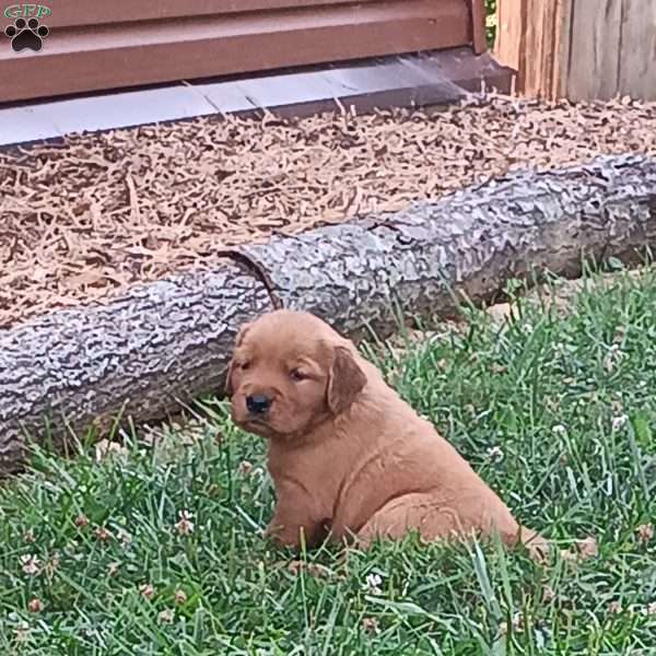 Dolly, Golden Retriever Puppy