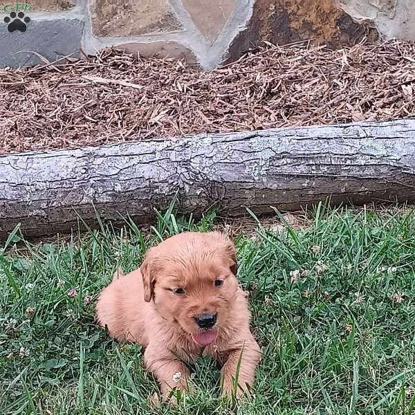 Dustin, Golden Retriever Puppy