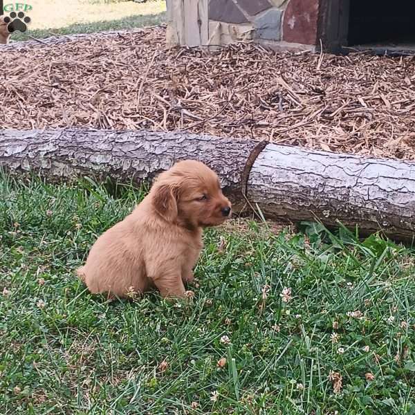 Disney, Golden Retriever Puppy