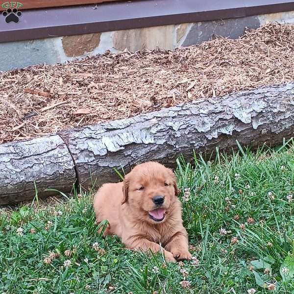 Diamond, Golden Retriever Puppy