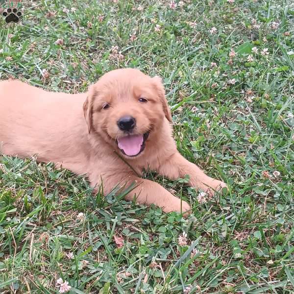 Daisy, Golden Retriever Puppy