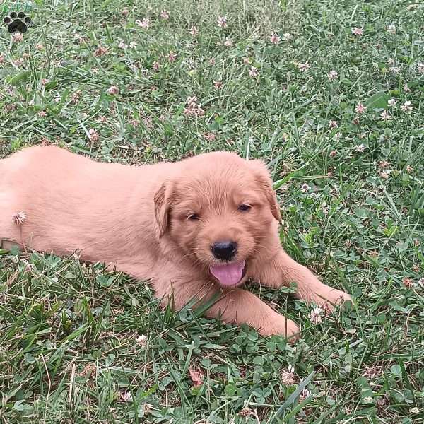 Dallas, Golden Retriever Puppy