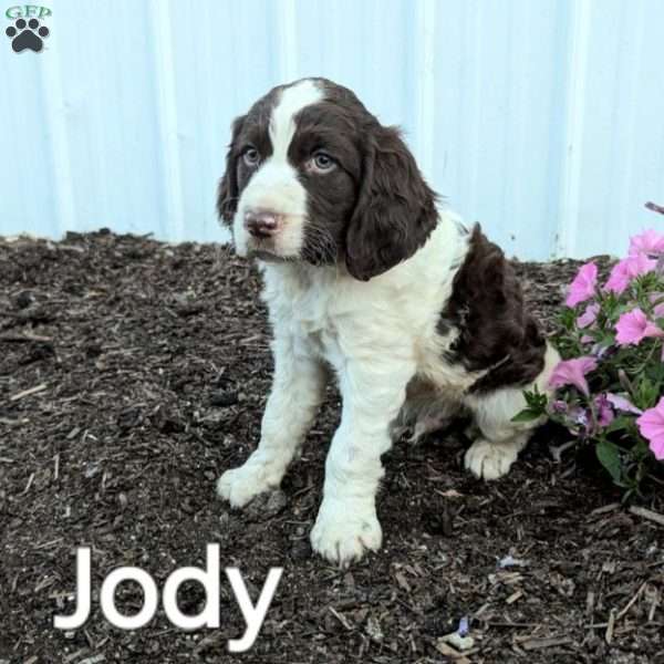 Jody, English Springer Spaniel Puppy