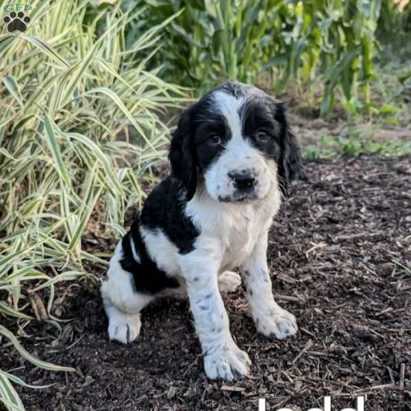 Jedd, English Springer Spaniel Puppy