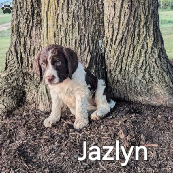 Jazlyn, English Springer Spaniel Puppy