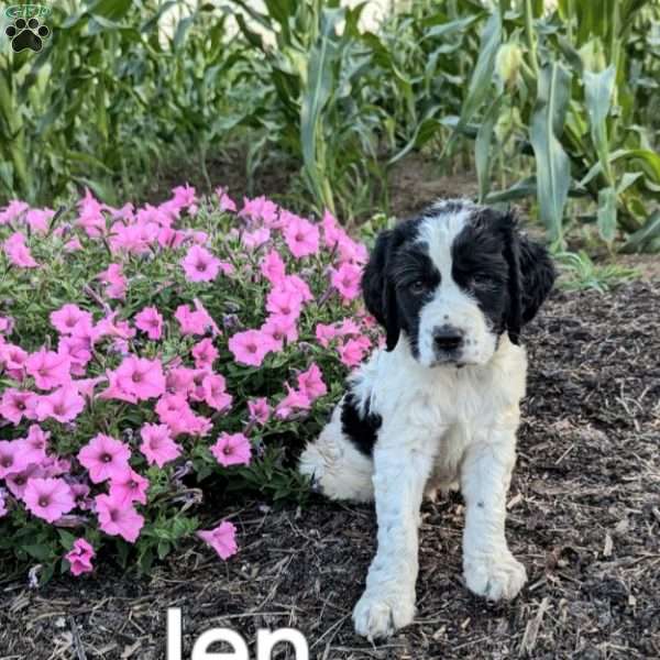 Jen, English Springer Spaniel Puppy