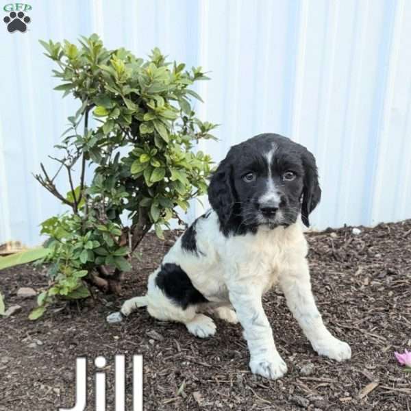 Jill, English Springer Spaniel Puppy