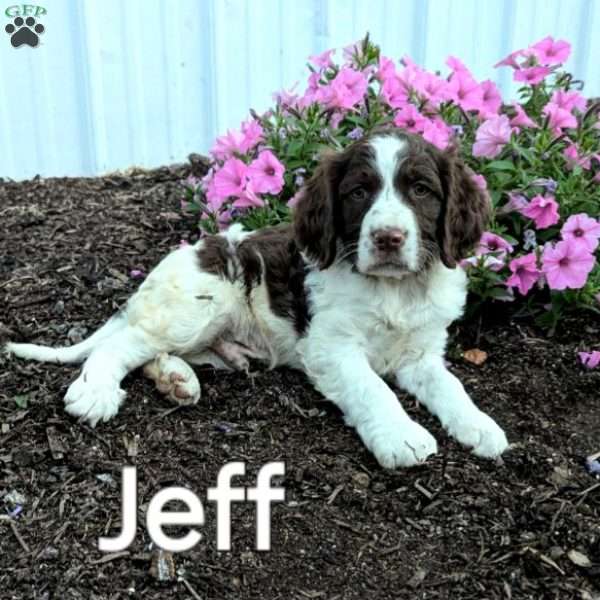 Jeff, English Springer Spaniel Puppy