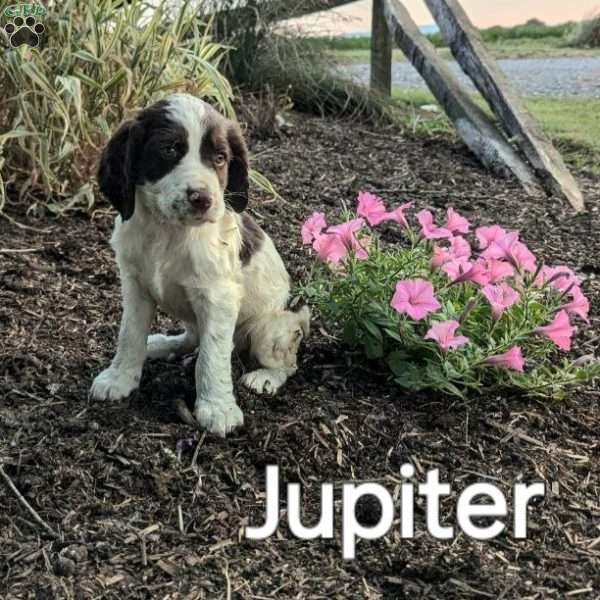 Jupiter, English Springer Spaniel Puppy