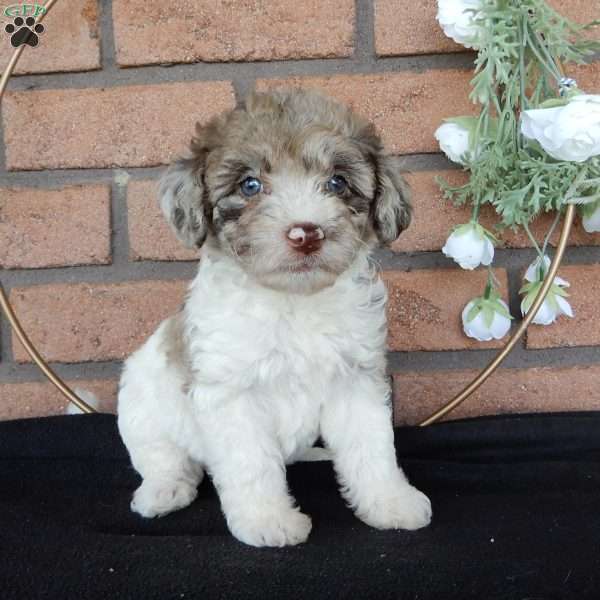 Chloe, Labradoodle Puppy