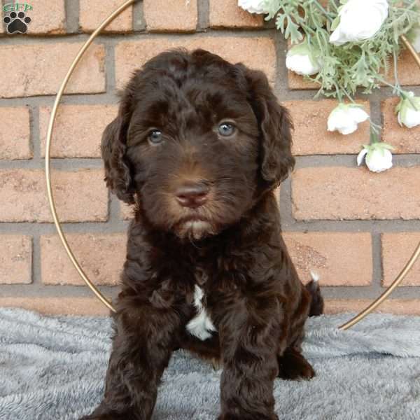 Carl, Labradoodle Puppy