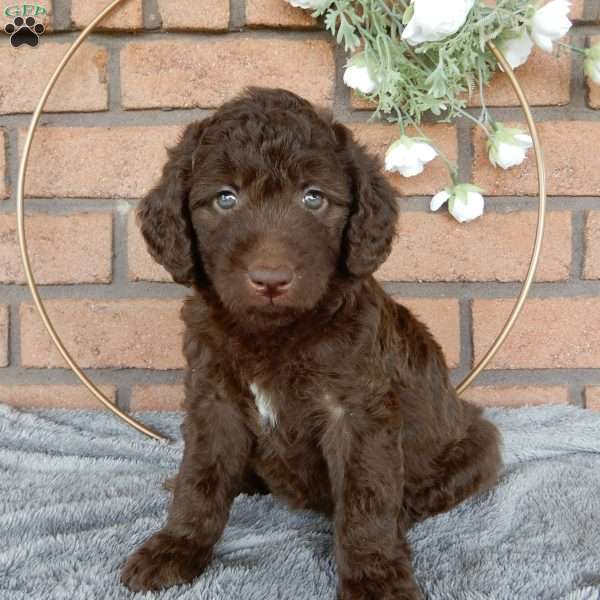 Claire, Labradoodle Puppy