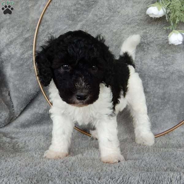 Scott, Labradoodle Puppy