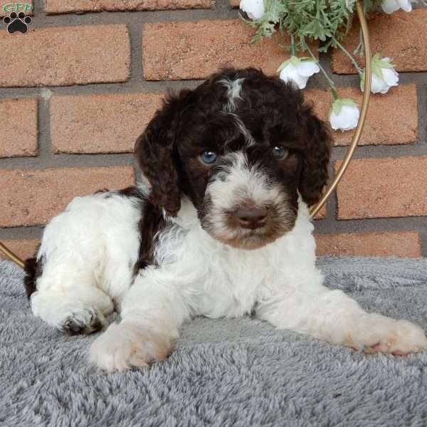 Calvin, Labradoodle Puppy