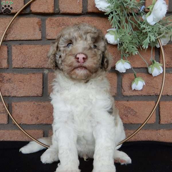 Sparky, Labradoodle Puppy