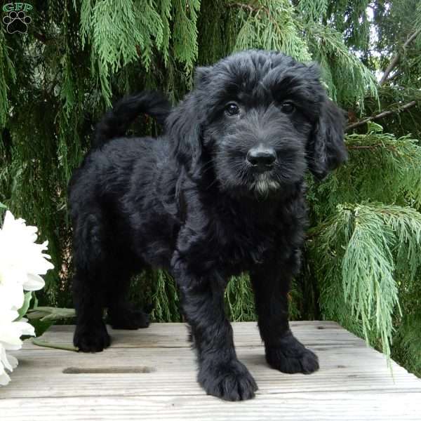 Jet, Labradoodle Puppy