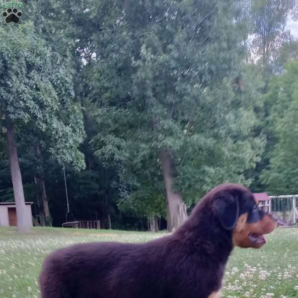 BELLA, Rottweiler Puppy