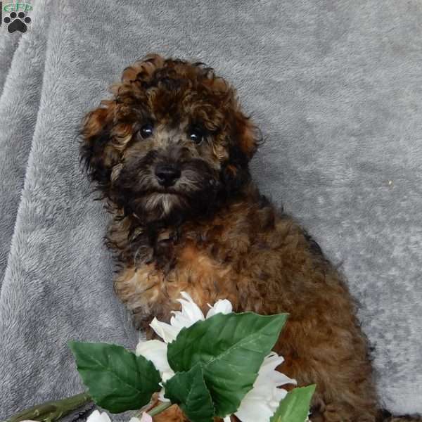 Barney, Maltipoo Puppy