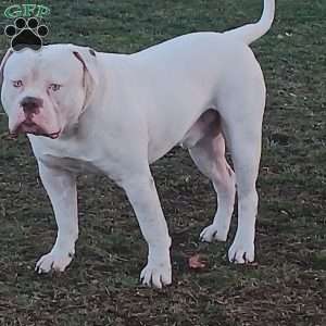 Muriel, American Bulldog Puppy