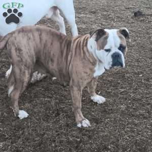 Muriel, American Bulldog Puppy