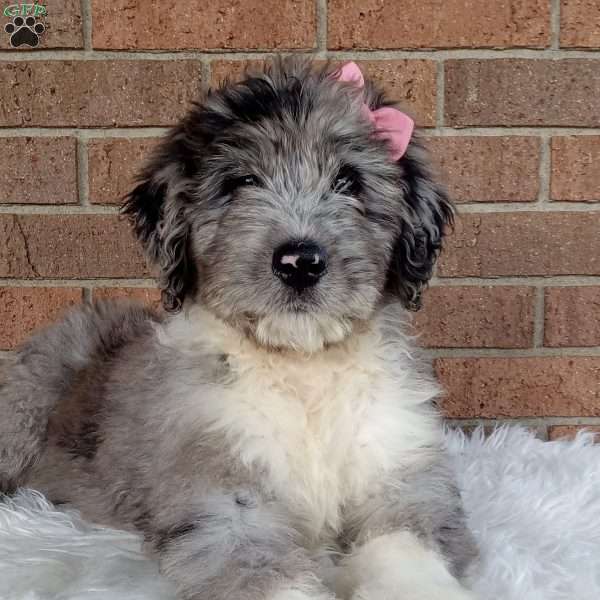 Willow, Bernedoodle Puppy