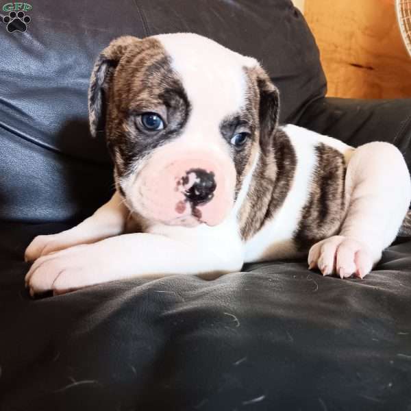 Maverick, American Bulldog Puppy