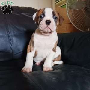 Muriel, American Bulldog Puppy