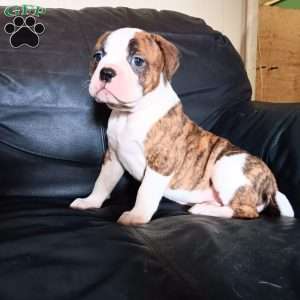 Muriel, American Bulldog Puppy