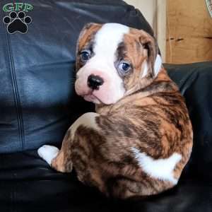 Muriel, American Bulldog Puppy