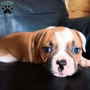 Harper, American Bulldog Puppy