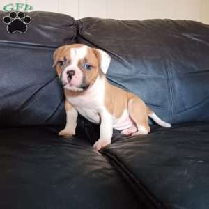 Harper, American Bulldog Puppy