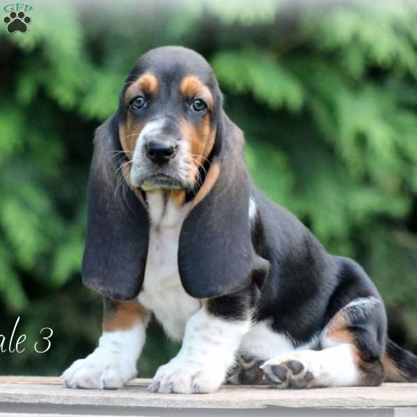 Tillie, Basset Hound Puppy