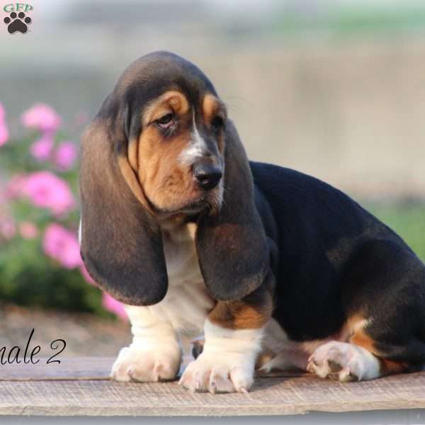 Trixie, Basset Hound Puppy