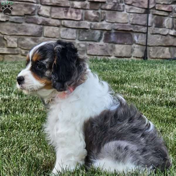 Sky, Cavapoo Puppy