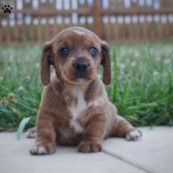 Blossom, Dachshund Puppy