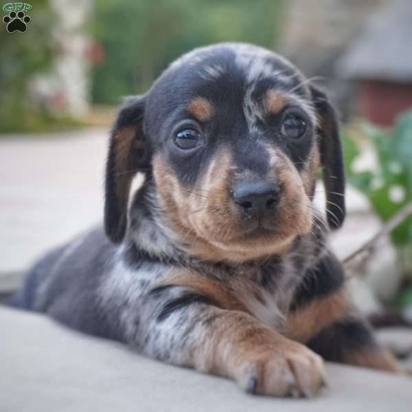 Bluebell, Dachshund Puppy