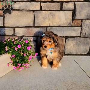 Jasper, Mini Aussiedoodle Puppy