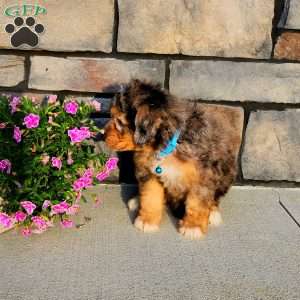 Jasper, Mini Aussiedoodle Puppy