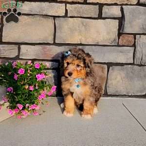 Jasper, Mini Aussiedoodle Puppy